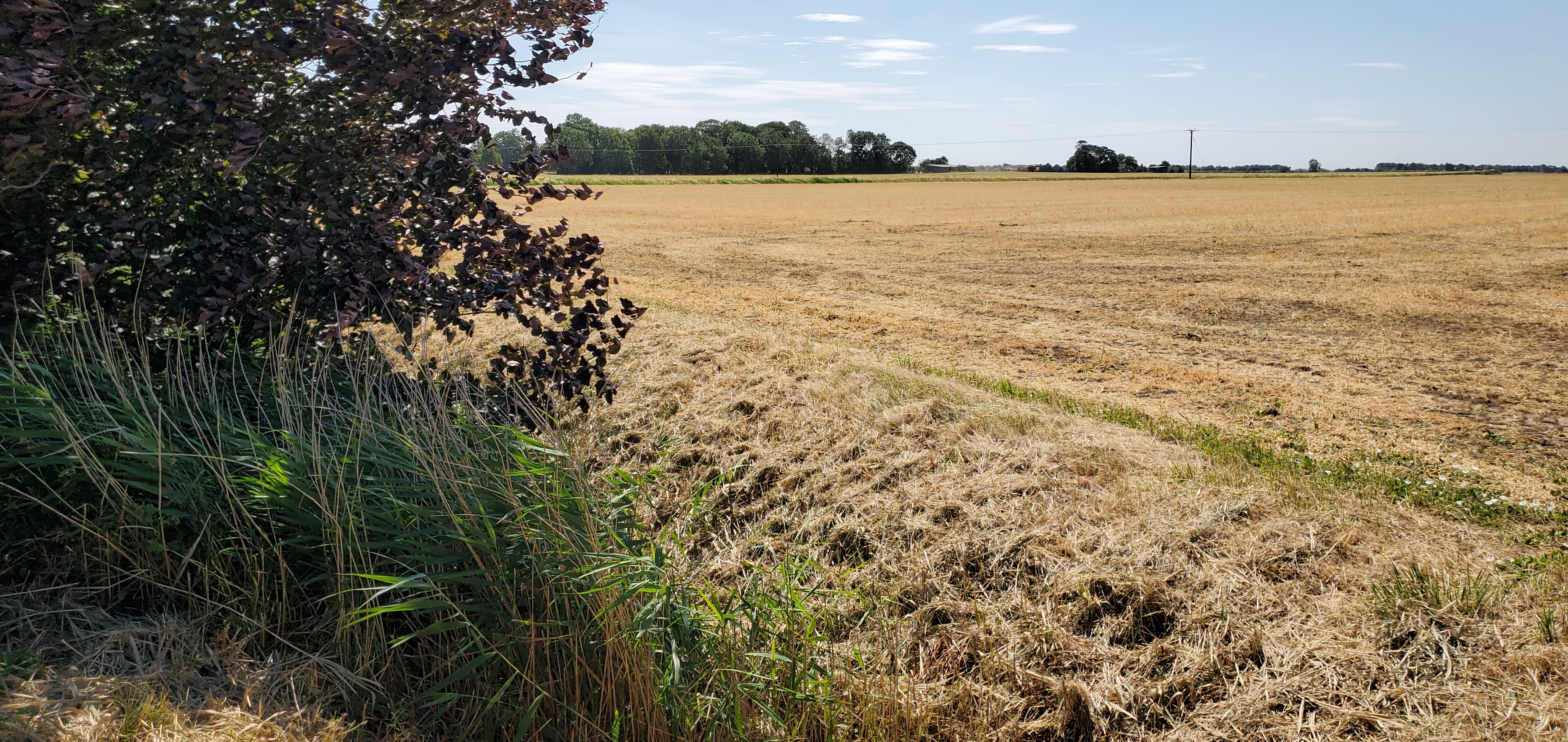 Summer's parish field